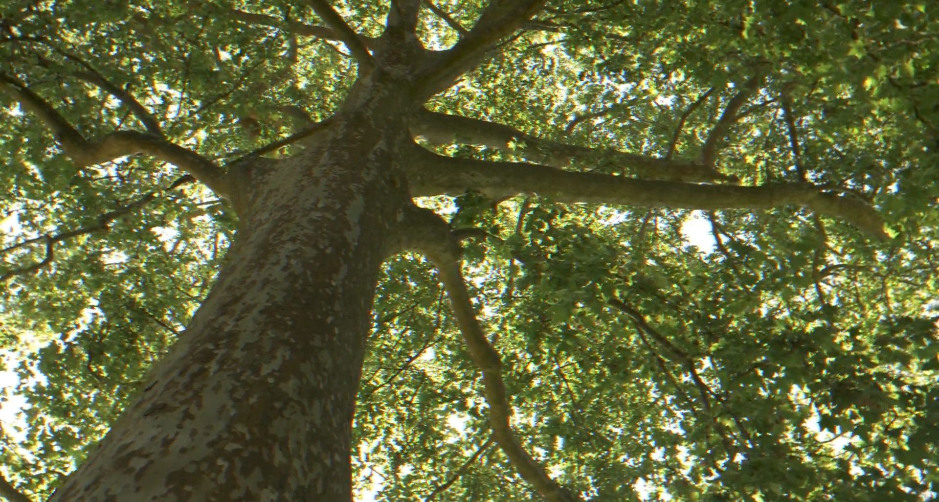 \"SeminiAMO il futuro\": nasce la Foresta Azzurra in un fondo confiscato alla criminalità. Gravina: \"Vogliamo guidare il calcio verso una dimensione più sostenibile\"